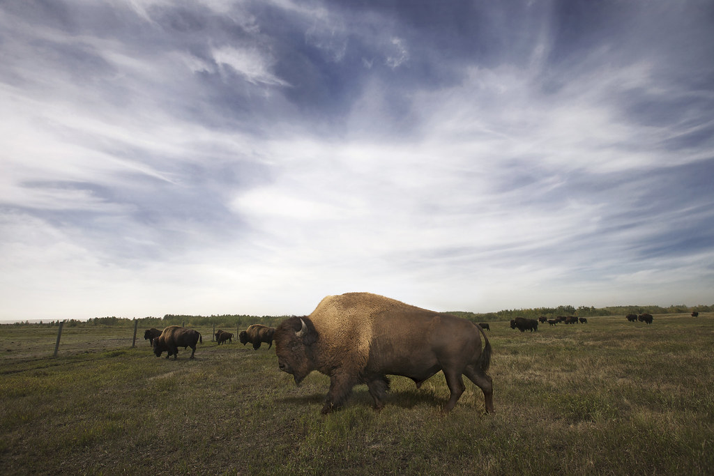 American Bison.png