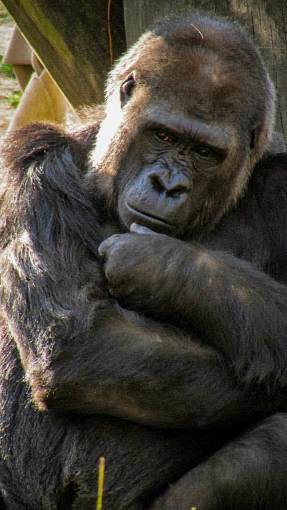 black gorilla beside wood.jpg