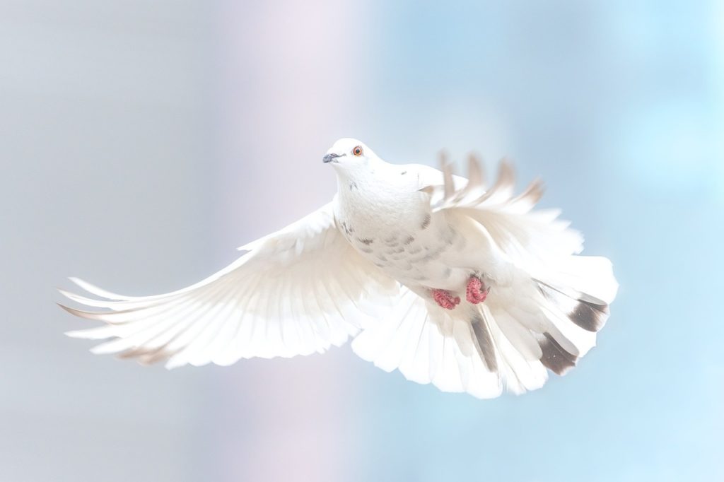 white dove pigeon peace holy spirit ghost.jpg